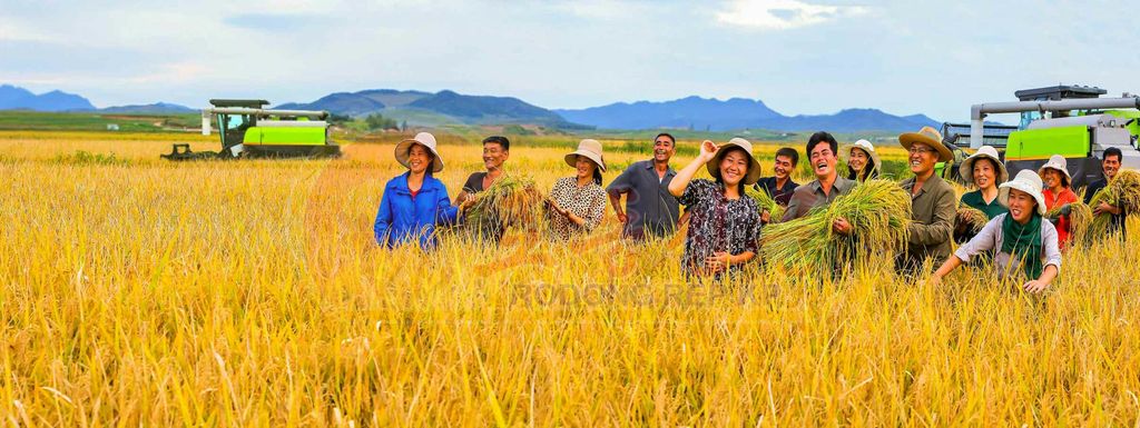 Rice Harvesting Started