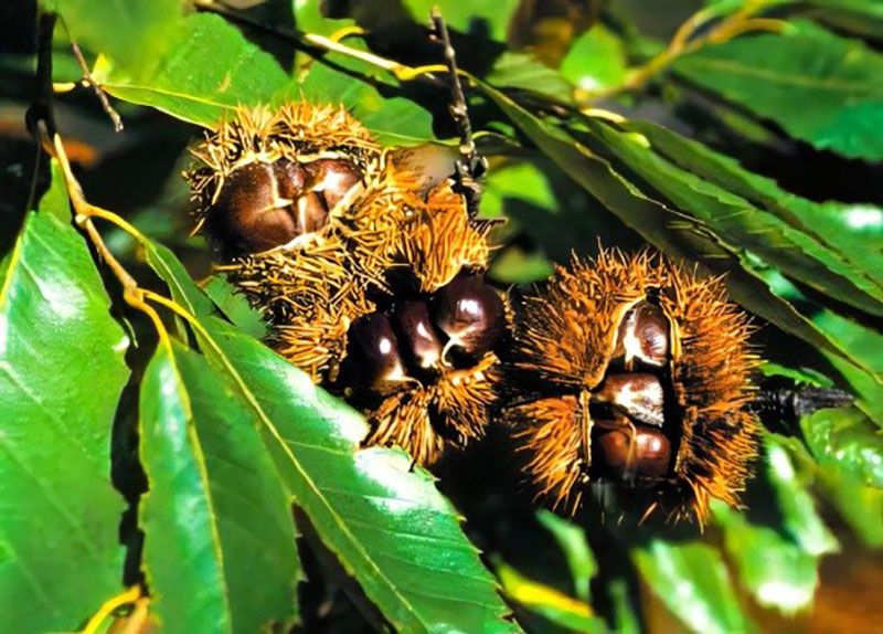 Natural monument—Songchon chestnut tree - Image 2