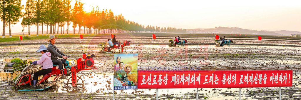 South Hwanghae Province Seething with Rice-transplantation