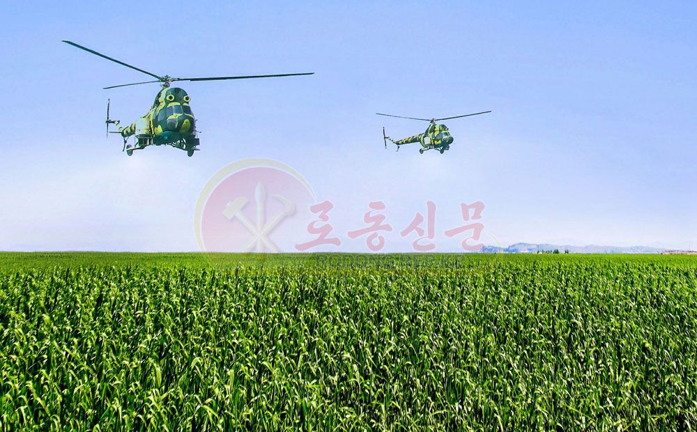 Fertilizer Sprayed over Reed Field of Pidan Island by Planes