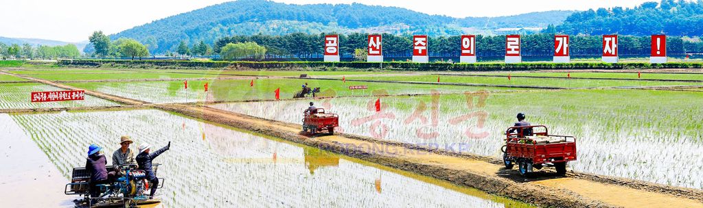 Rice-transplantation Progresses Apace in North Phyongan Province
