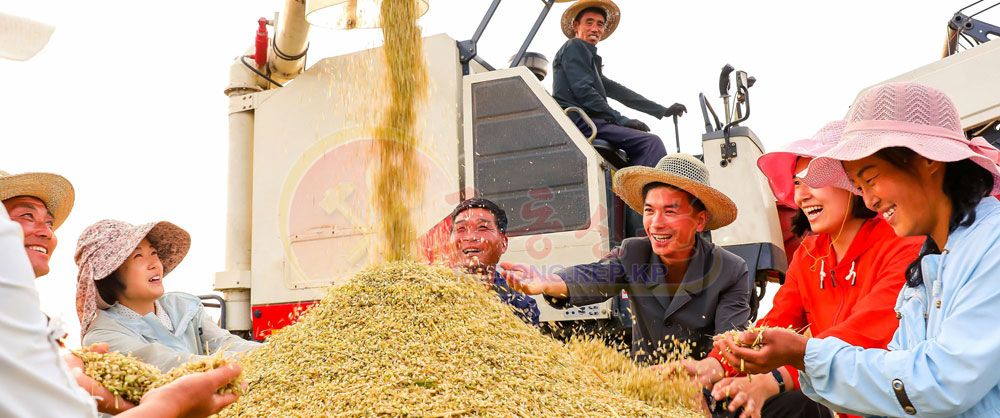 They Harvest Wheat and Barley without Any Loss - Image 2