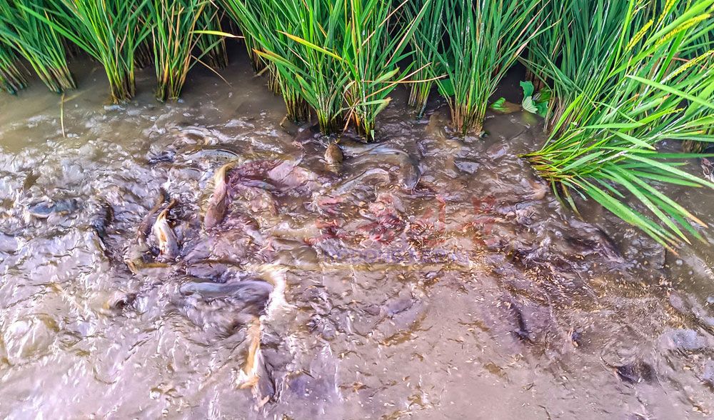 Passing-on Technique Session on Fish Farming in Paddy Fields in DPRK - Image 2