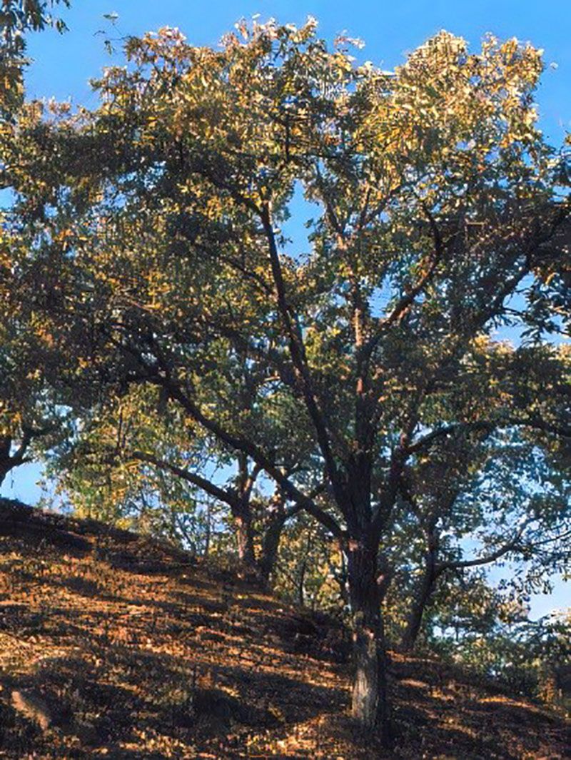 Natural monument—Songchon chestnut tree