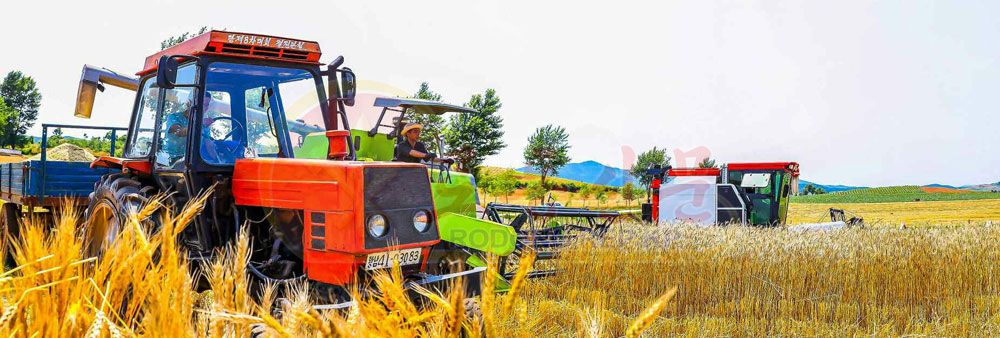 They Harvest Wheat and Barley without Any Loss