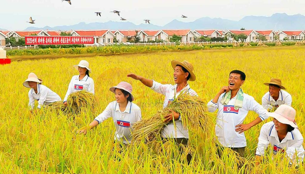 Farms in South and North Hwanghae Provinces Foreseeing Sure Rich Harvest