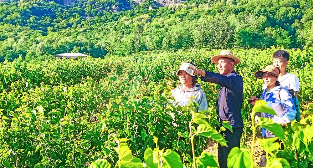 Spring Silkworm-raising Brisk in DPRK