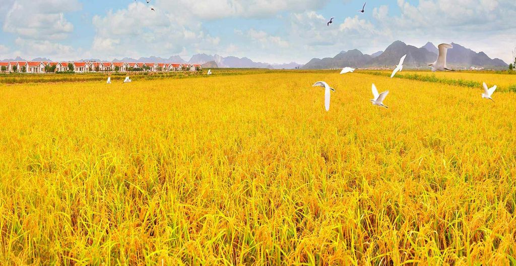 Farms in South and North Hwanghae Provinces Foreseeing Sure Rich Harvest - Image 3