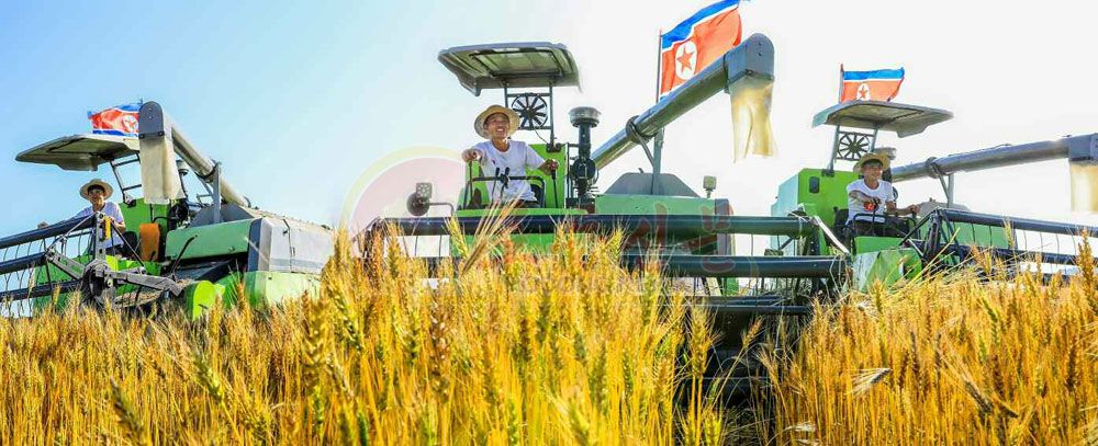 They Harvest Wheat and Barley without Any Loss - Image 7