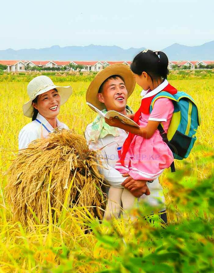Farms in South and North Hwanghae Provinces Foreseeing Sure Rich Harvest - Image 7