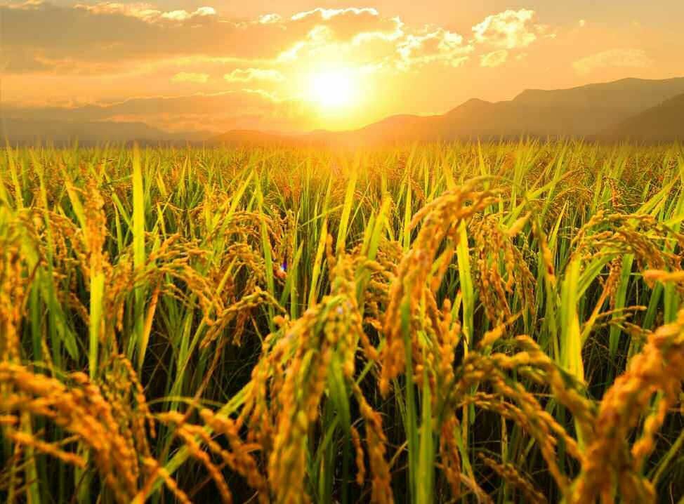 Farms in South and North Hwanghae Provinces Foreseeing Sure Rich Harvest