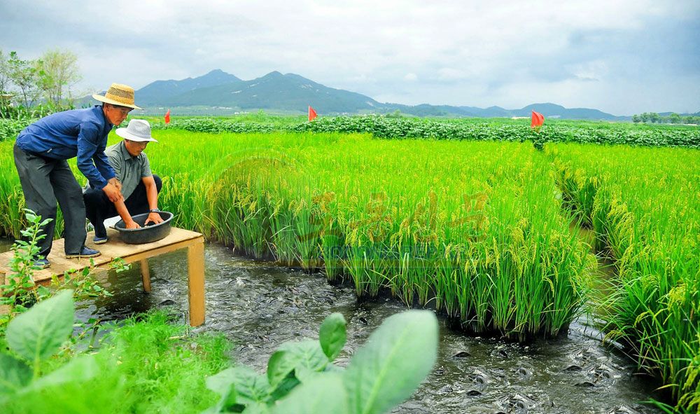 Organization Work for Paddy Field Fish-Farming Intensified