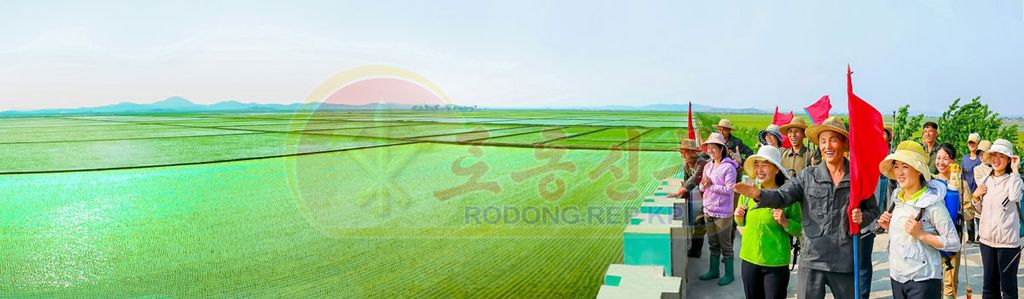 Success in Rice-transplantation