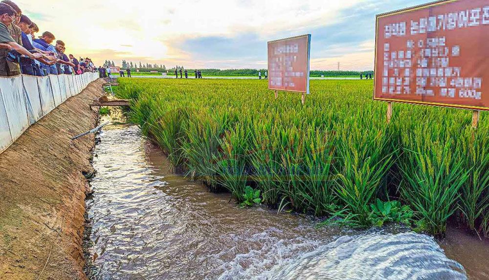 Passing-on Technique Session on Fish Farming in Paddy Fields in DPRK