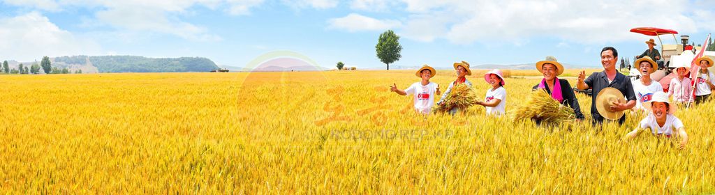 Proud Success in Wheat and Barley Farming