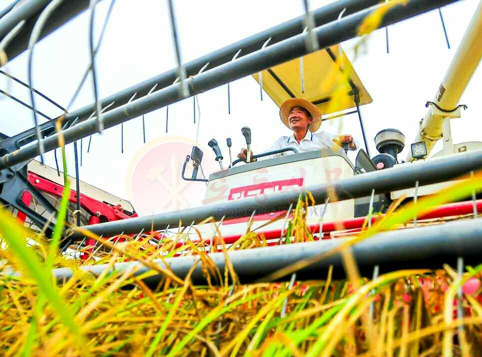 Farms in South and North Hwanghae Provinces Foreseeing Sure Rich Harvest - Image 5