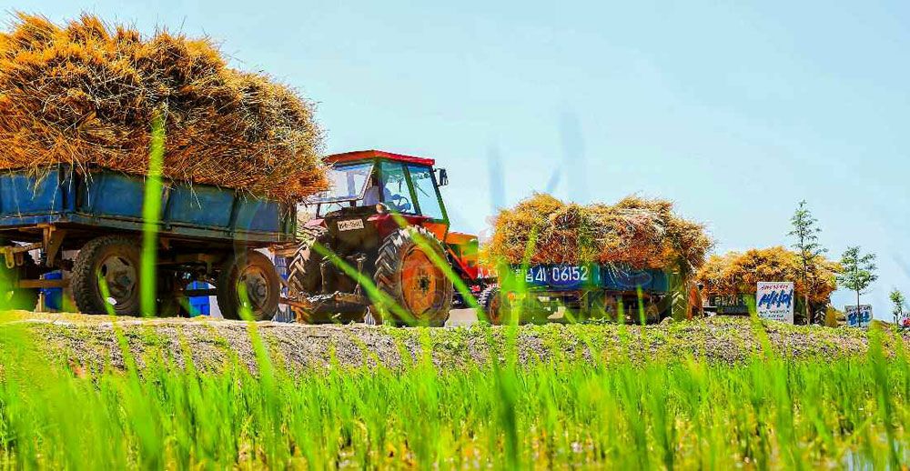 They Harvest Wheat and Barley without Any Loss - Image 5