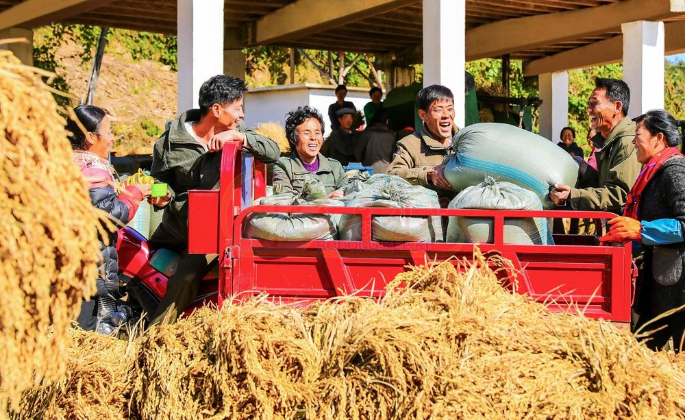 Rice Harvest Finished in DPRK - Image 3