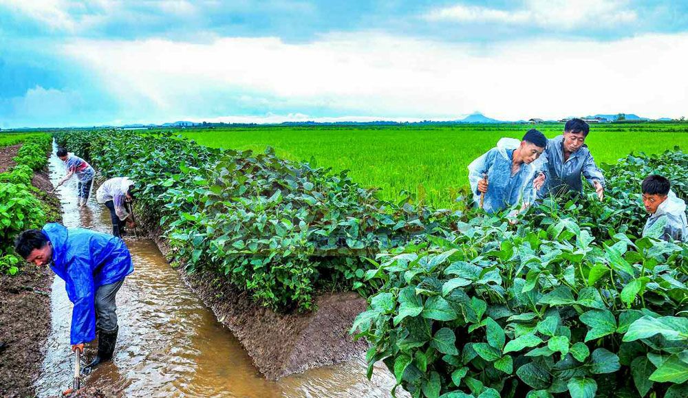 Measures to Prevent Farmlands from Inundating in DPRK - Image 2