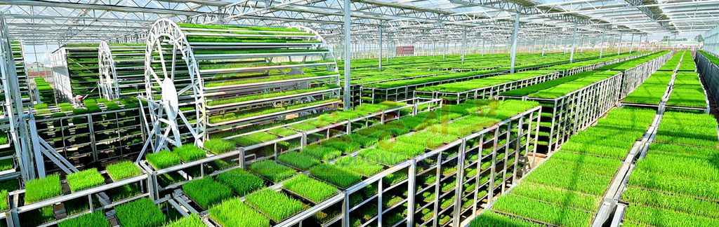 Large-capacity Greenhouses for Cultivating Rice Seedlings Built in Kangnam County of DPRK