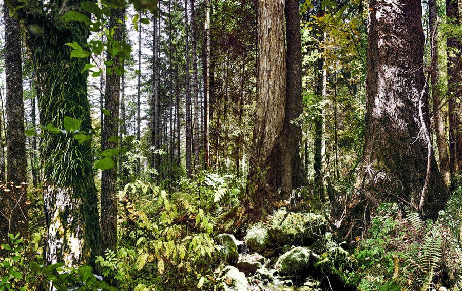 Primeval Forest of Mt Oga - Image 3