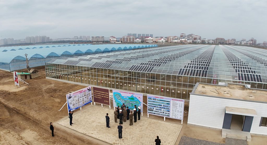 Respected Comrade Kim Jong Un Guides Construction of Sinuiju Combined Greenhouse Farm Again - Image 4