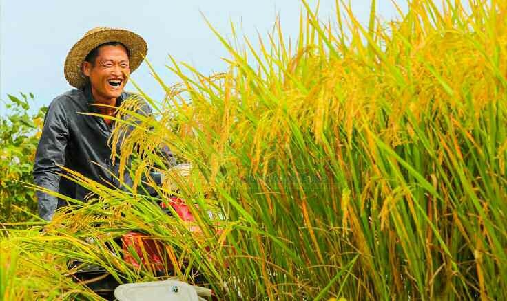 Farms in South and North Hwanghae Provinces Foreseeing Sure Rich Harvest - Image 4