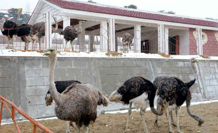 Black Swan and Ostrich Aviaries Newly Built - Image 2