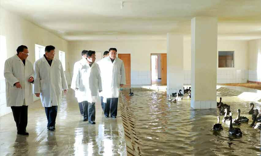 Black Swan and Ostrich Aviaries Newly Built