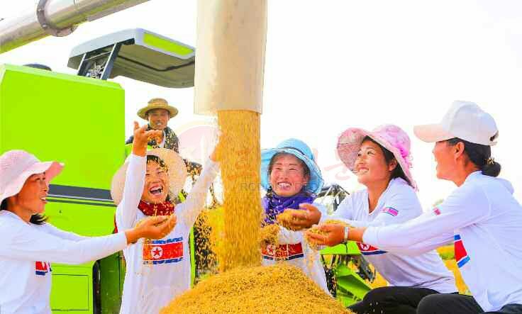 Farms in South and North Hwanghae Provinces Foreseeing Sure Rich Harvest - Image 6
