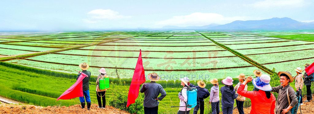 Rice-transplantation Finishes in Numbers of Farms and Workteams across Country