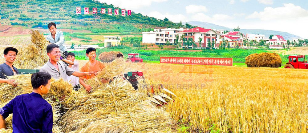 They Harvest Wheat and Barley without Any Loss - Image 3