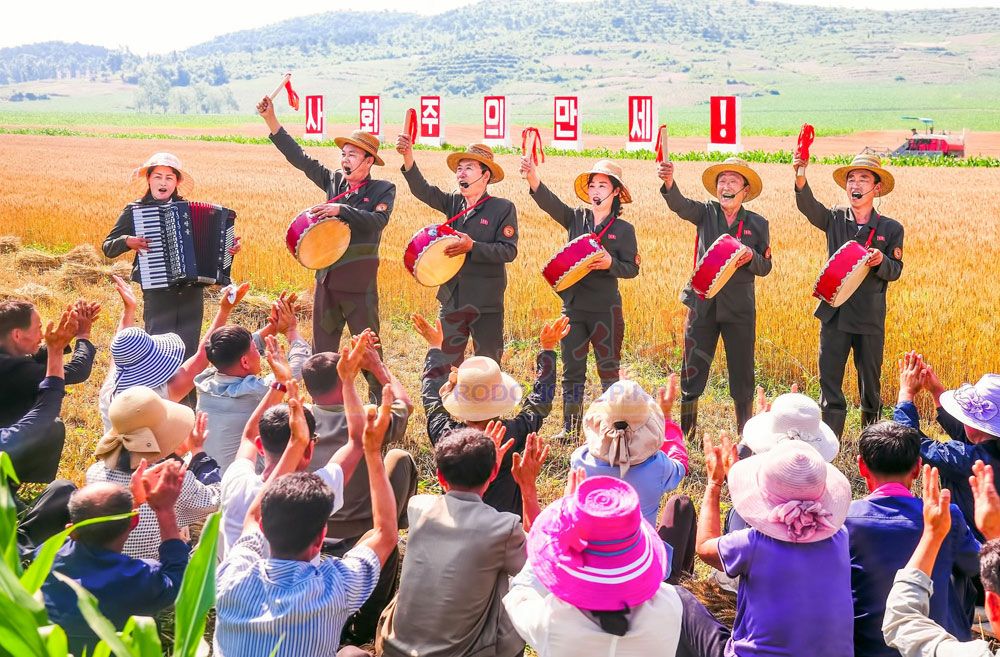 They Harvest Wheat and Barley without Any Loss - Image 6
