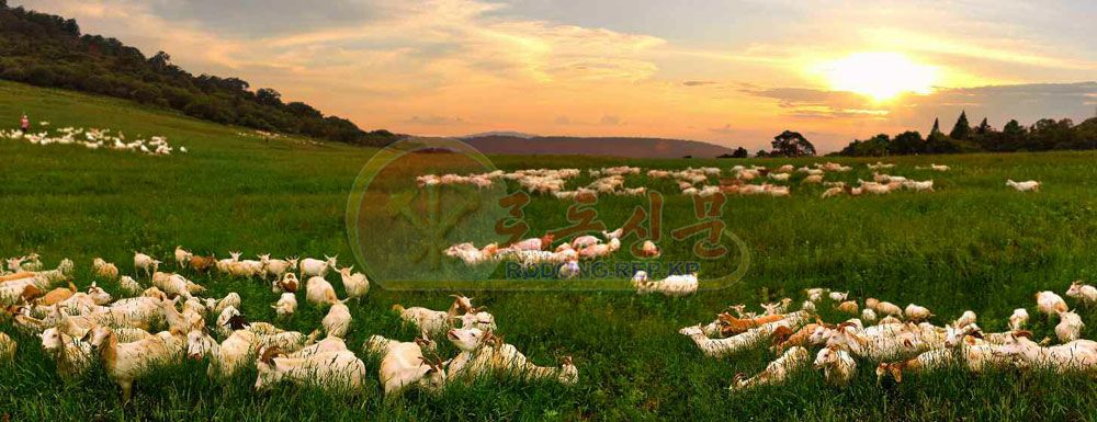 Great Efforts to Strengthening Production Base of Dairy Products