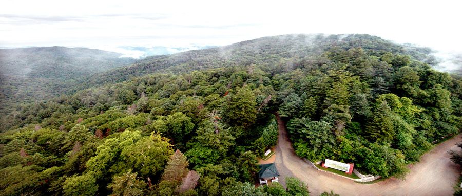 Primeval Forest of Mt Oga