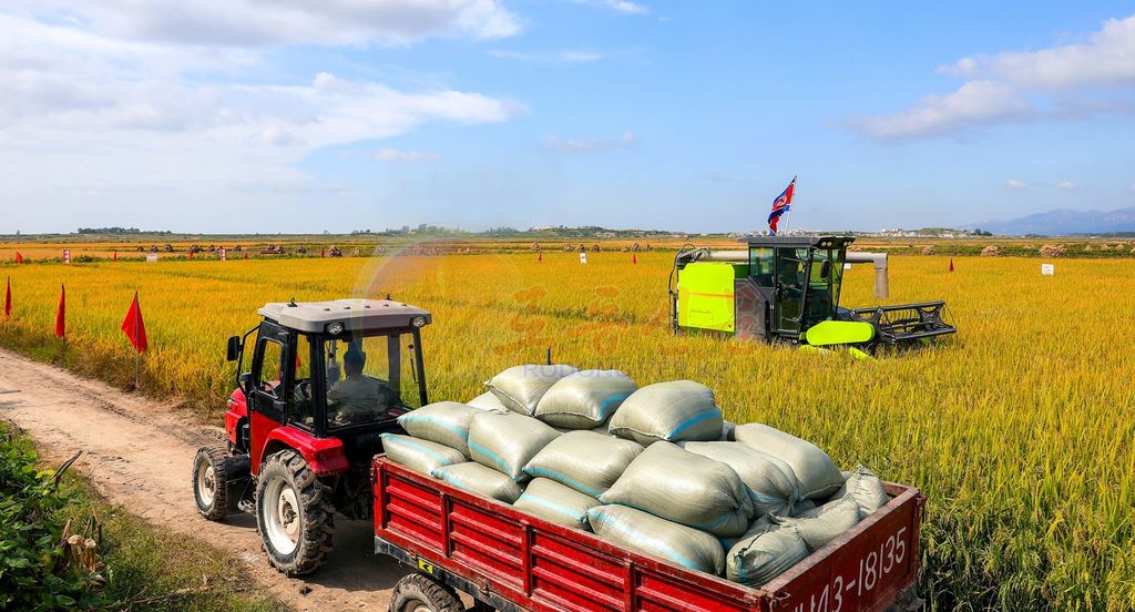Rice Harvest Finished in DPRK - Image 2