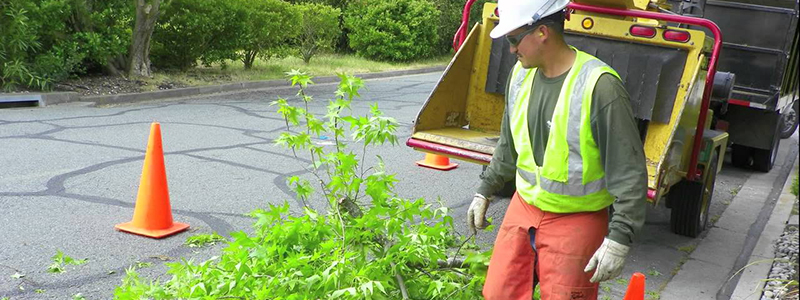 Tree Trimming