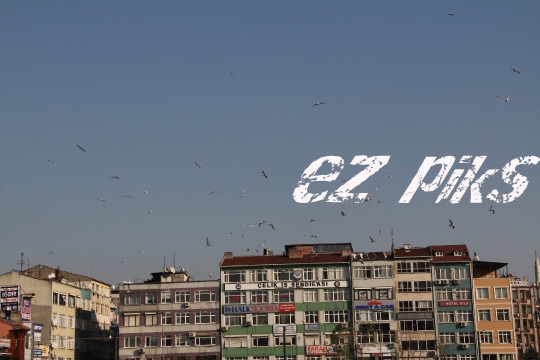 Seagulls
