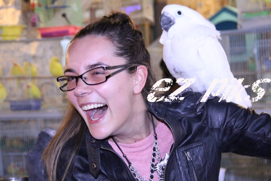 Cockatoo