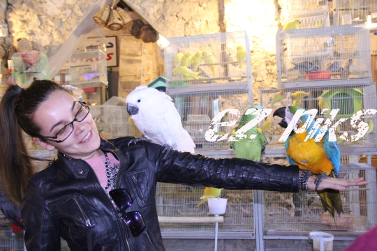 Cockatoo