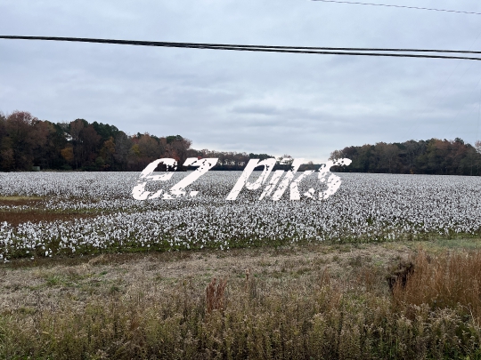Cotton