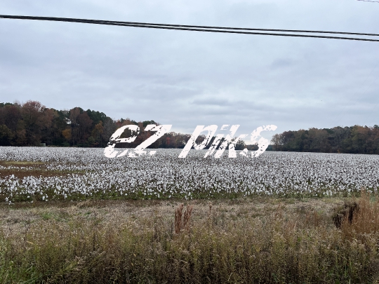 Cotton