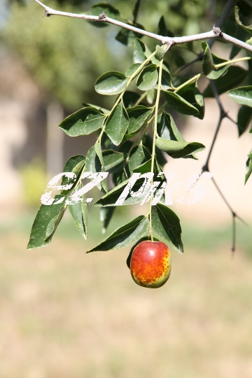 Chinese Dates