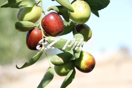 Chinese Dates