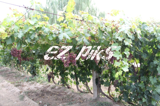 Grape Clusters