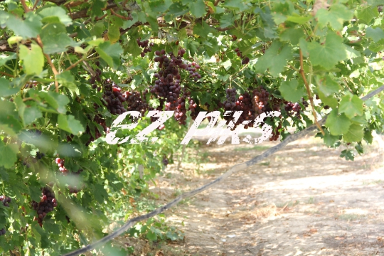 Grape Clusters