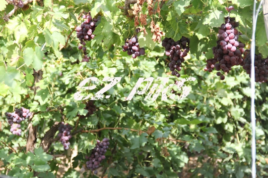 Grape Clusters