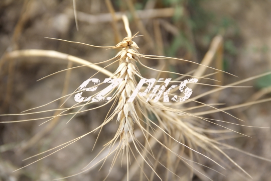 Wheat