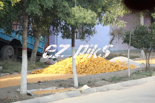 Corn