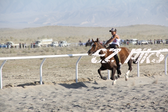 Free Horse Race